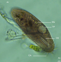 protiste Cilié hypotriche microscope